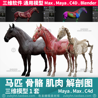 马匹骏马骨骼肌肉结构解剖学雕刻参考素材3d三维模型maya3dmaxc4d