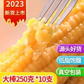 东北玉米新鲜糯玉米黏玉米甜糯玉米真空装 粘玉米黄糯玉米鲜食玉米