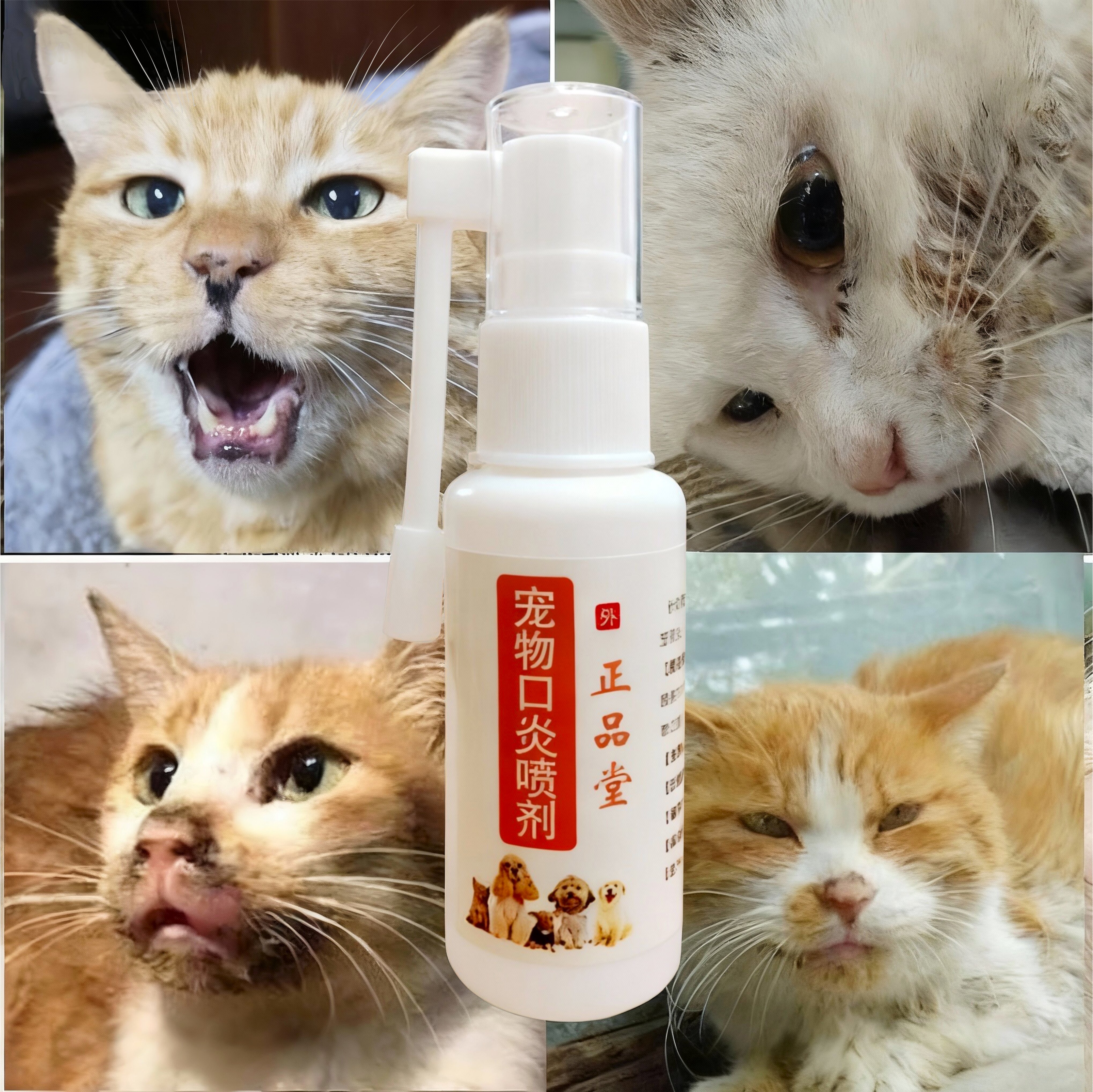 猫犬流口水口臭牙龈牙周炎口炎