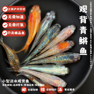 观背青鳉观赏鱼冷水群游鱼自来水好养耐活小型锦鲤精品观背青鳉鱼