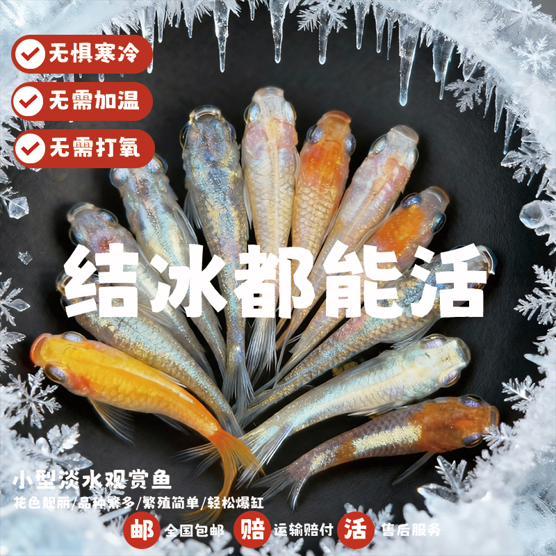 观背青鳉鱼小型冷水广温鱼冬天不加温新手好养淡水观赏鱼古法养鱼