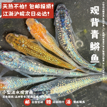 观背青鳉观赏鱼群游鱼冷水淡水不打氧新手养鱼小型锦鲤成鱼活体