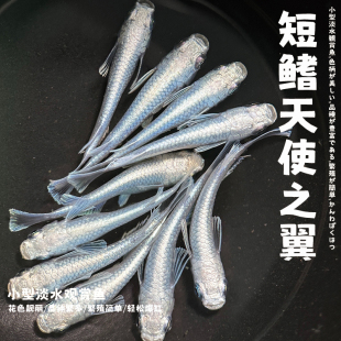 观背青鳉鱼短鳍天使之翼青鳉魔法鱼淡水冷水繁殖组好养耐活不打氧