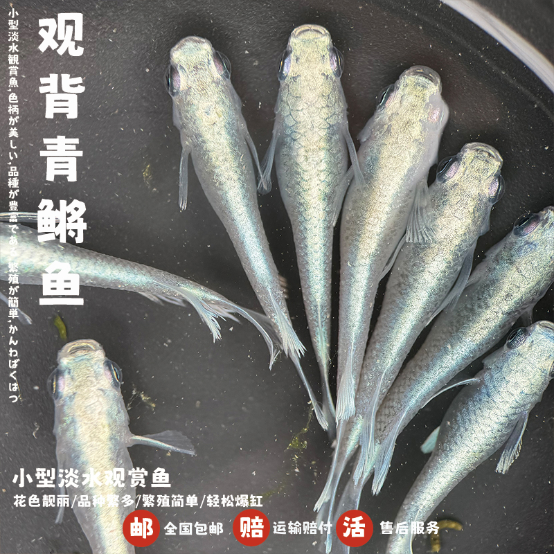 观背青鳉鱼短鳍天使之翼