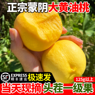蒙阴黄桃新鲜水果当季整箱黄金油桃脆甜蜜桃子孕妇应季时令水果