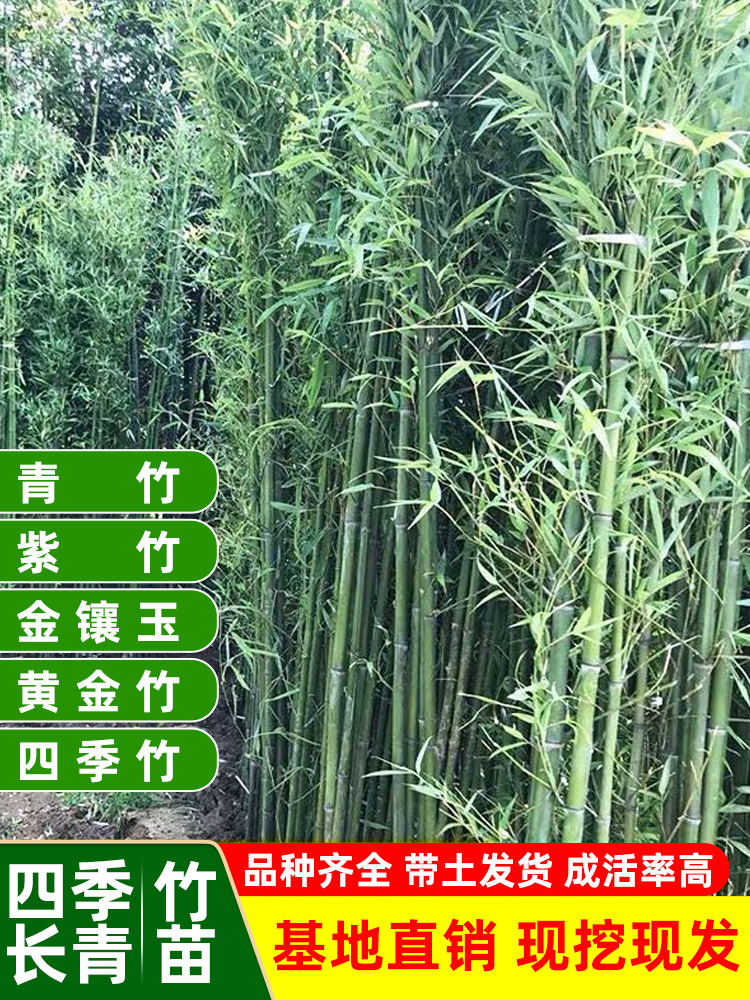 壁纸 风景 植物 桌面 750_1000 竖版 竖屏 手机