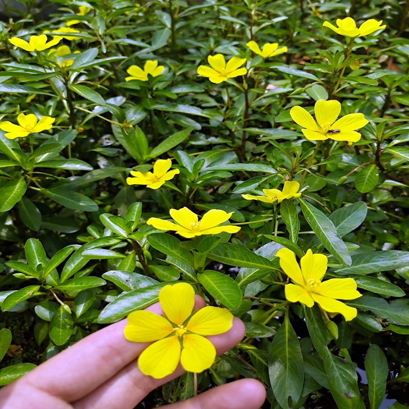 黄花水龙水生水培植物养鱼虾龟湖泊池塘造景河道工程净化水质水草