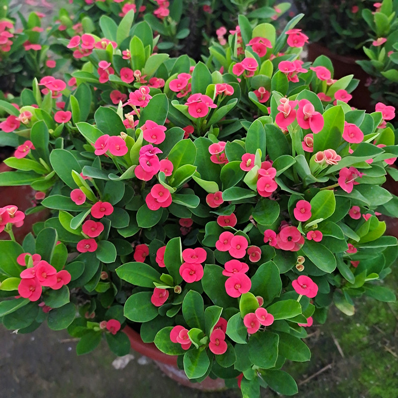 耐高温耐旱虎刺梅铁海棠花四季开花盆栽花卉植物办公客厅庭院阳台-封面