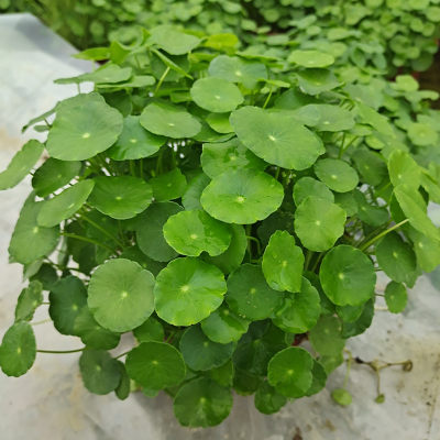 金钱草招财观叶铜钱草水培植物