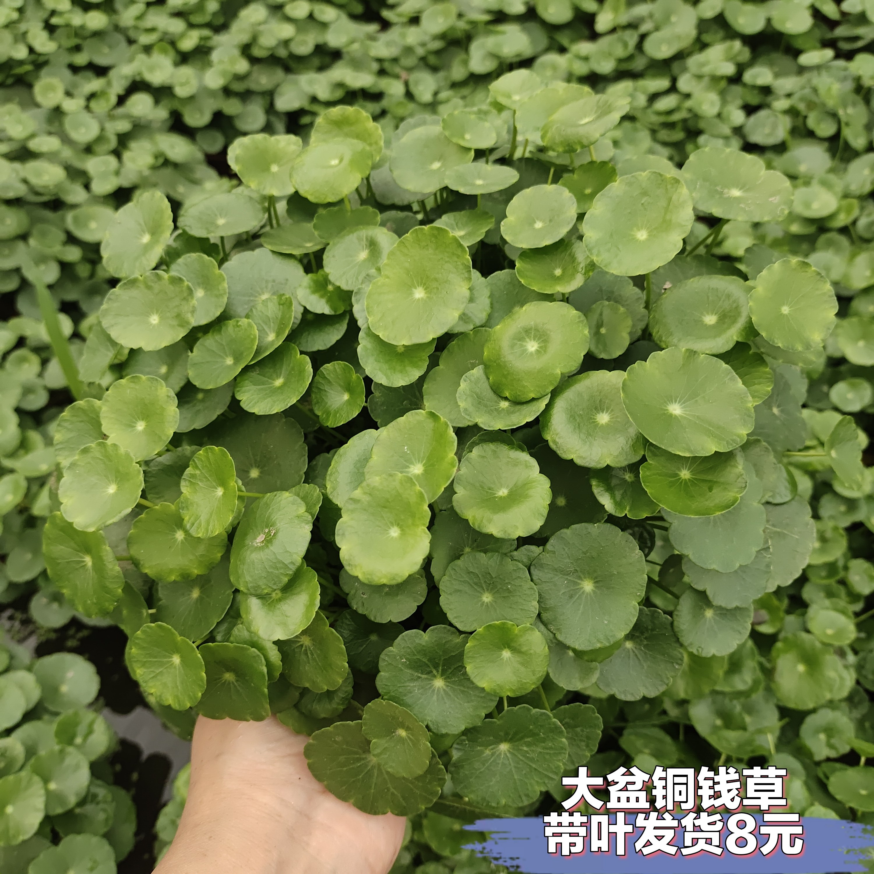 铜钱草水培植物办公室内盆栽客厅桌面绿植花卉趣味水养金钱草
