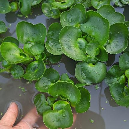 水葫芦水芙蓉圆心萍养鱼缸造景净化水质水生植物池塘养殖浮萍水草