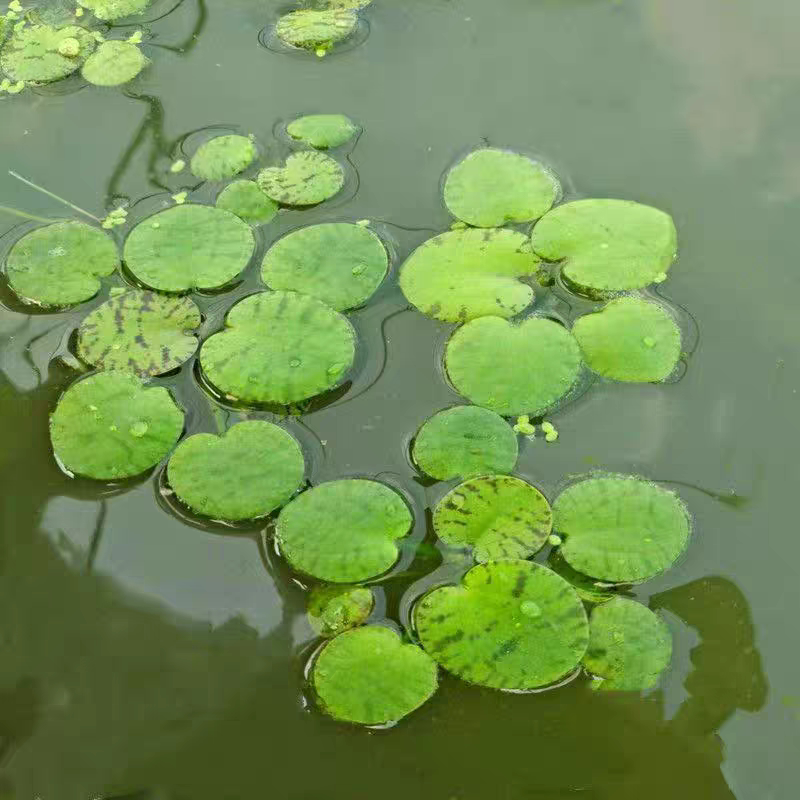 豹纹萍肚兜萍圆心萍水芙蓉水葫芦净化水质池塘造景活体养鱼龟水生