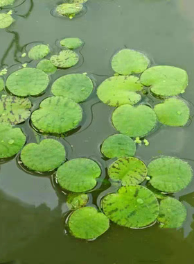 豹纹萍肚兜萍圆心萍水芙蓉水葫芦净化水质池塘造景活体养鱼龟水生