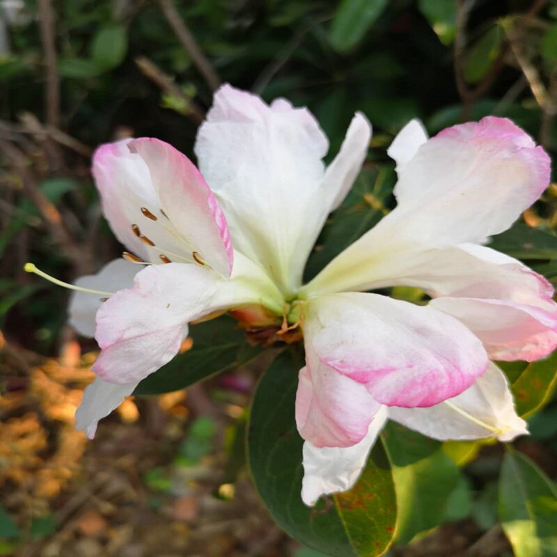 杜鹃花野生鲜花超大花朵白杜鹃花苗盆栽花卉绿植树苗可食用花熟桩