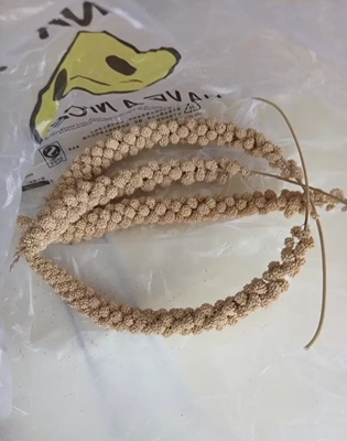 黄谷穗新小米穗 鹦鹉红谷穗黄谷子穂 逗鼠棒天然麦穗仓鼠零食