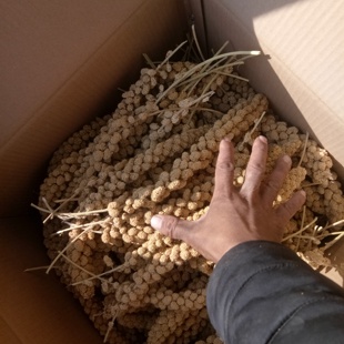 黄谷穗新小米穗 鹦鹉红谷穗黄谷子穂 逗鼠棒天然麦穗仓鼠零食