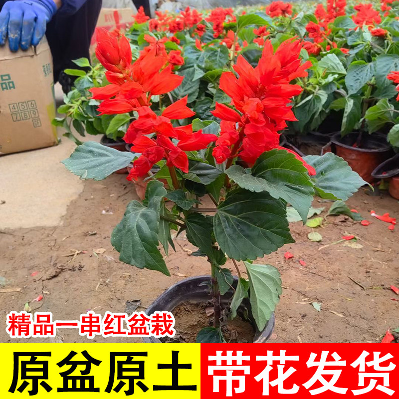 矮生一串红花苗盆栽串串红带花发
