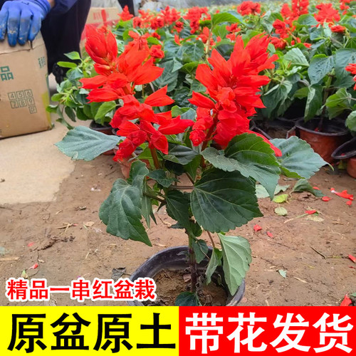 矮生一串红花苗盆栽串串红带花发货庭院地栽阳台绿化工程花卉草花