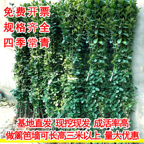 冬青树苗四季常青耐寒耐旱好养
