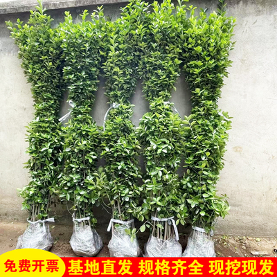 大叶北海道黄杨冬青树苗耐寒庭院围墙绿篱笆绿化植物四季常青冬青