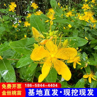 金丝桃树苗 基地直销四季常青绿化植物 室外庭院园林灌木篱笆小苗