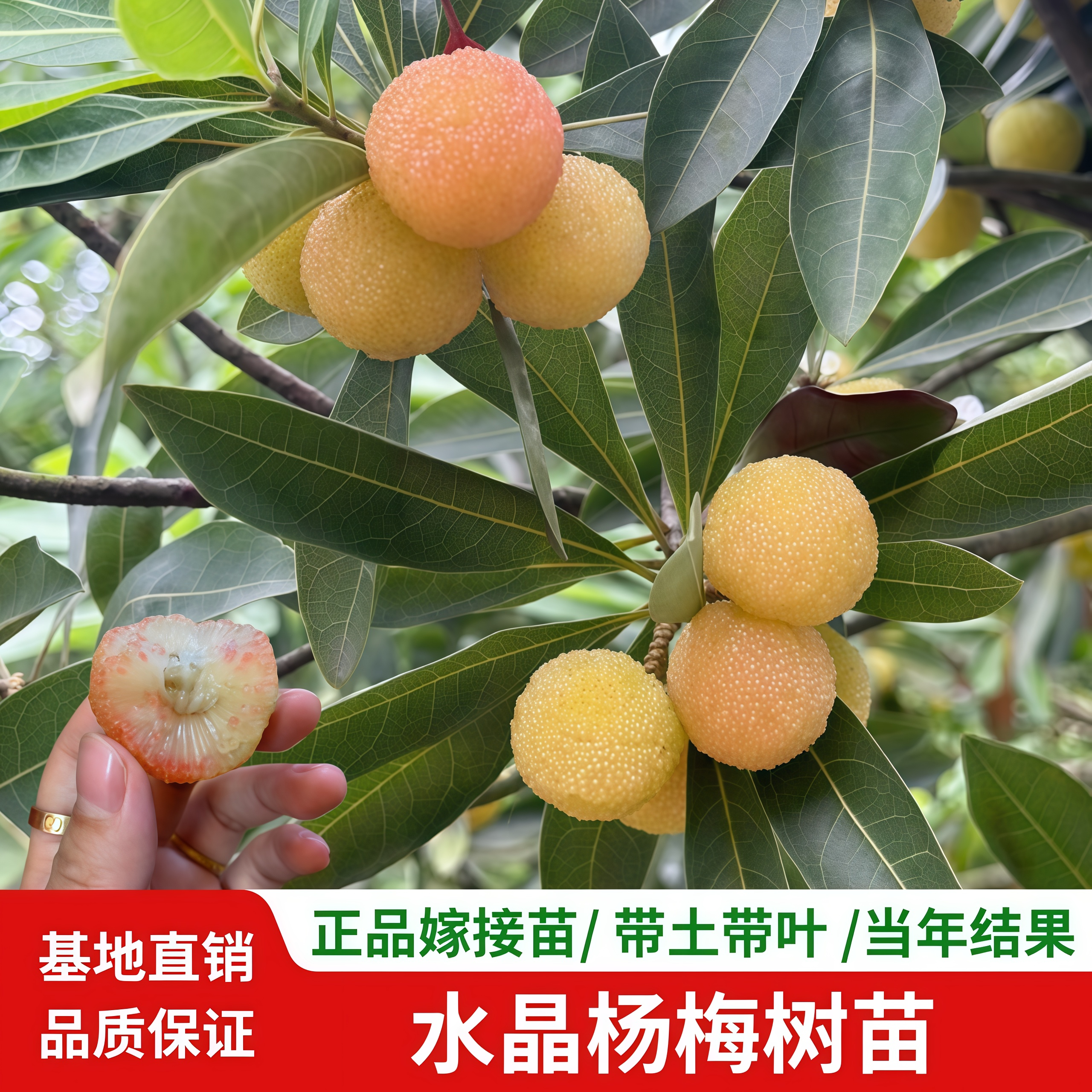 水晶白杨梅树苗嫁接大果仙居东魁杨梅苗南北方庭院盆栽地当年结果