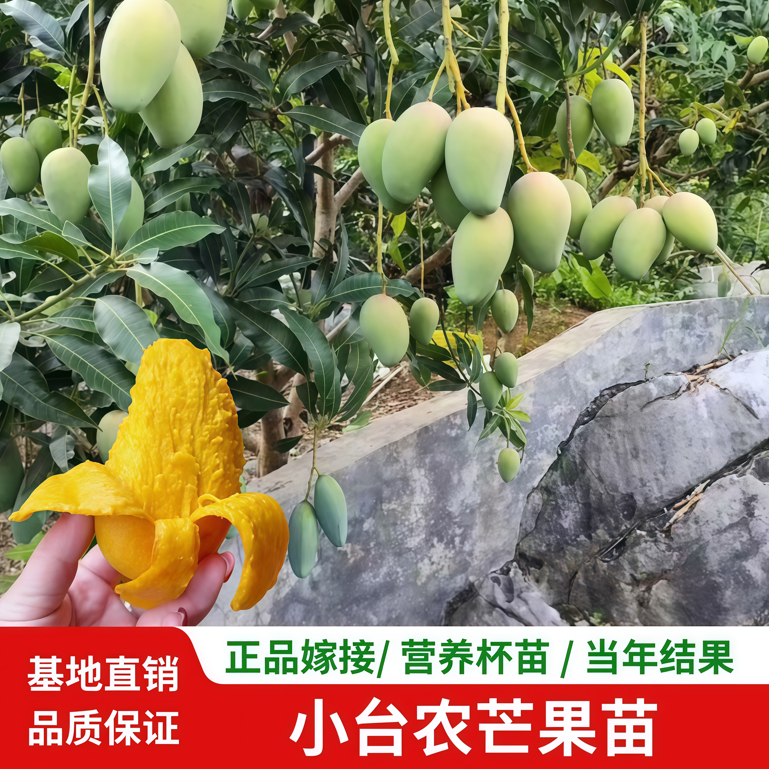 广西台农芒果苗正宗嫁接芒果树苗产量高结果快庭院阳台盆栽地栽