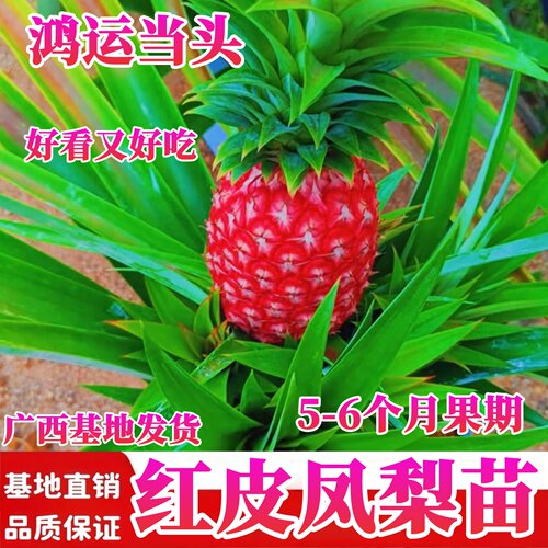 四季红皮凤梨苗阳台庭院盆栽地栽