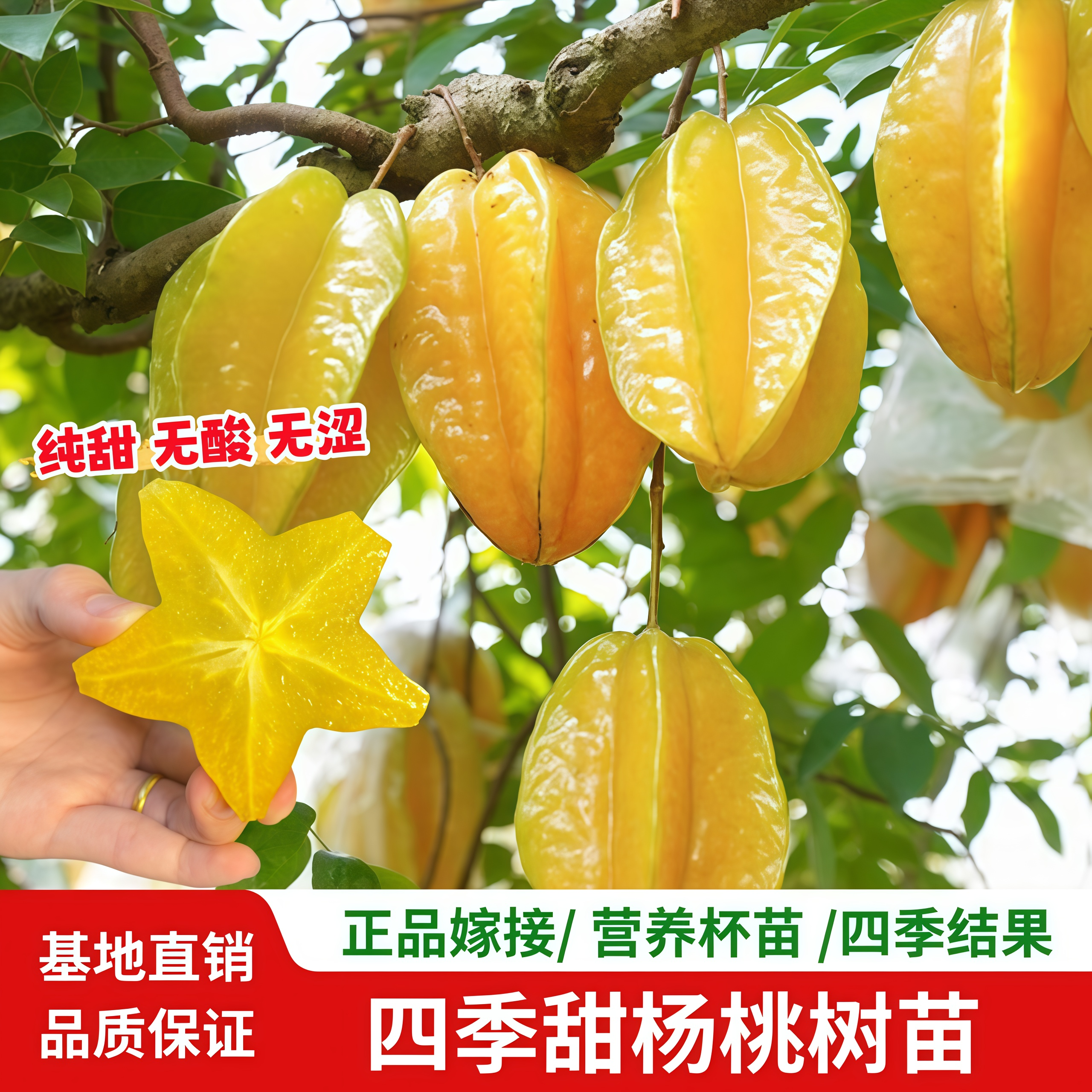 杨桃树苗嫁接苗四季甜杨桃苗脆甜无渣大果杨桃苗庭院盆栽当年结果