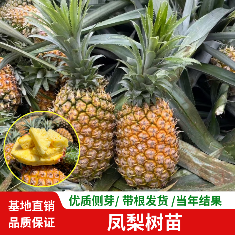 台弯16号凤梨苗西瓜凤梨苗金钻凤梨大果四季结果盆栽地栽南方种植