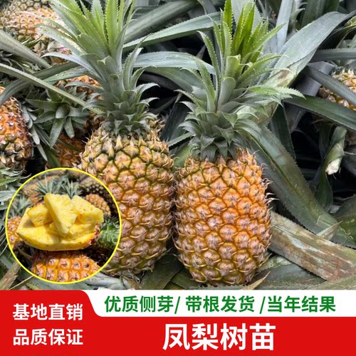 台湾金钻凤梨苗西瓜凤梨苗特大果