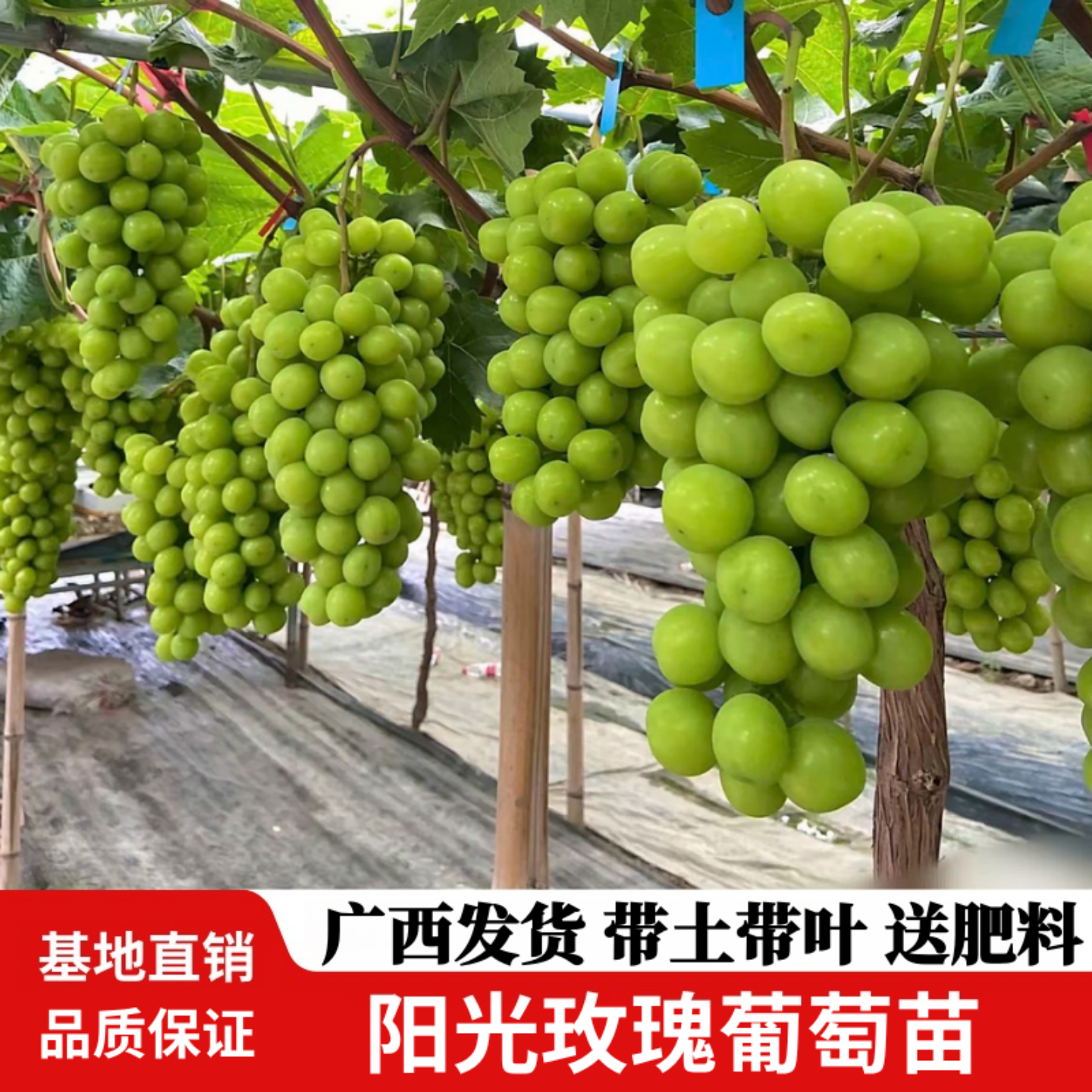 阳光玫瑰葡萄苗树无籽蜜甜爬藤香印葡萄苗南北方庭院阳台盆栽地栽
