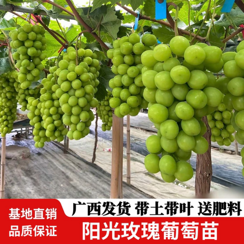 阳光玫瑰葡萄苗无核蜜甜爬藤盆栽
