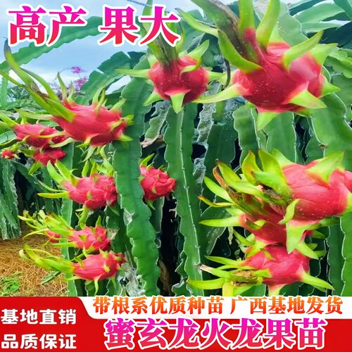 蜜玄龙火龙果苗蜜甜多汁四季结果