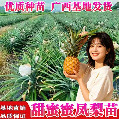 甜蜜蜜凤梨苗阳台庭院盆栽地栽