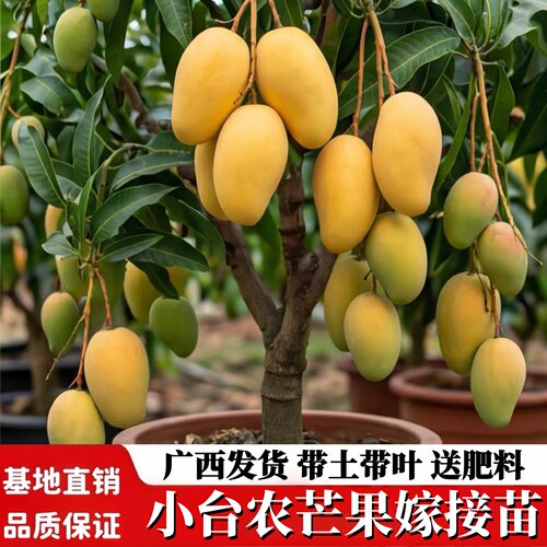 台农一号小芒果嫁接苗带土带叶发