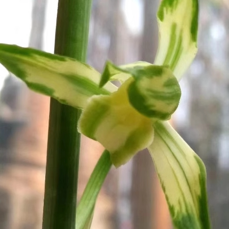 华辉兰苑实物兰花墨兰精品花艺双全十八学士（此盆2苗）子母好苗