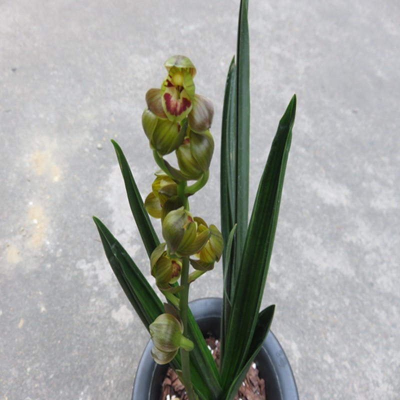 华辉兰苑实物兰花墨兰矮种红绒舌大荷-龙魁 (此盆2苗1大芽1花苞)