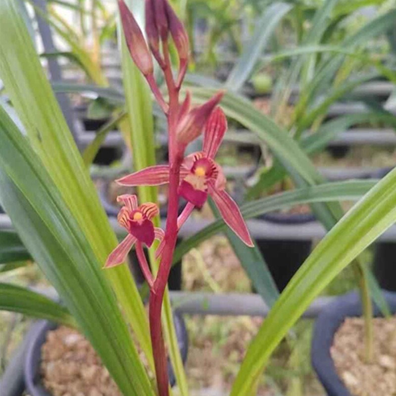 华辉兰苑实物兰花墨兰新品花艺双全红舌红花（此盆3苗1剑花）壮苗