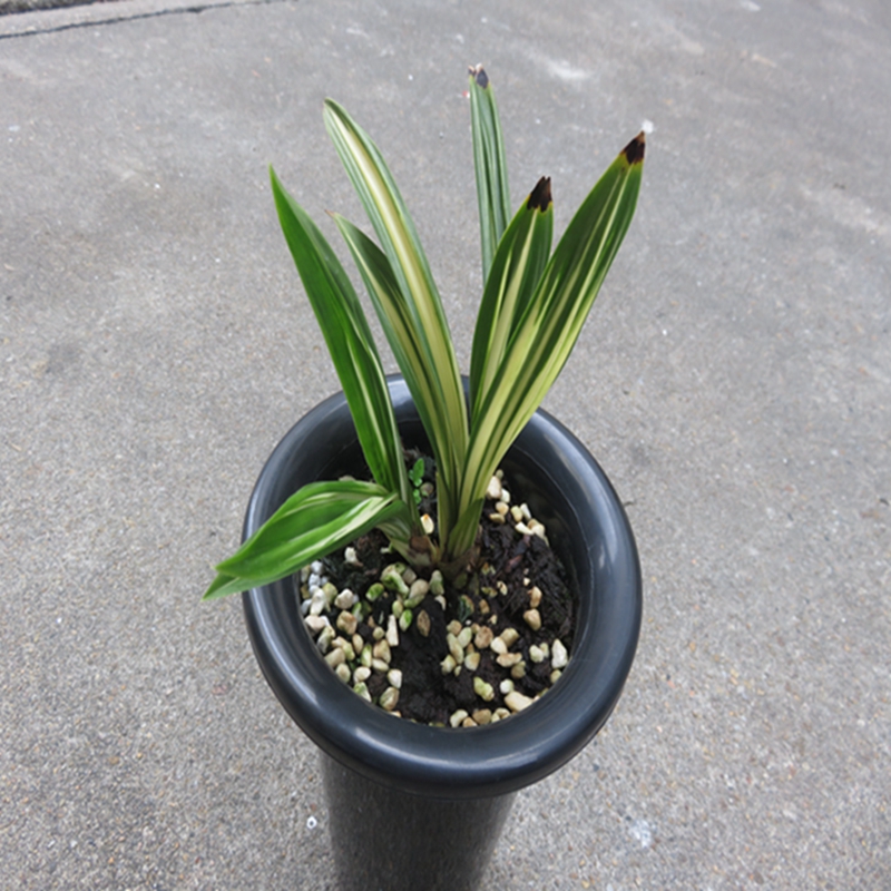 华辉兰苑实物兰花墨兰矮种-老种达摩漂亮白中班艺 (此盆3苗）