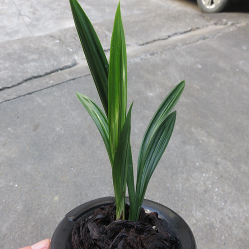 华辉兰苑花卉实物兰花墨兰矮种线艺老种达摩瑞玉艺 (此盆2苗）