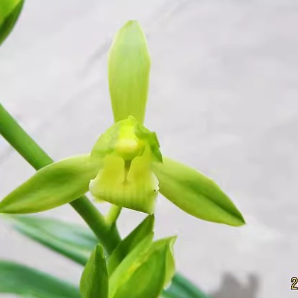 华辉兰苑植物实物兰花墨兰铭品素心荷瓣潮州素荷(此盆3苗2花苞)