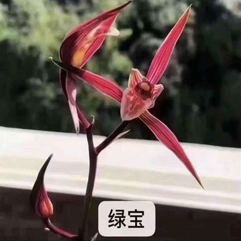 华辉兰苑实物兰花寒兰精品线艺红花-绿宝中透艺（此盆2苗）子母苗