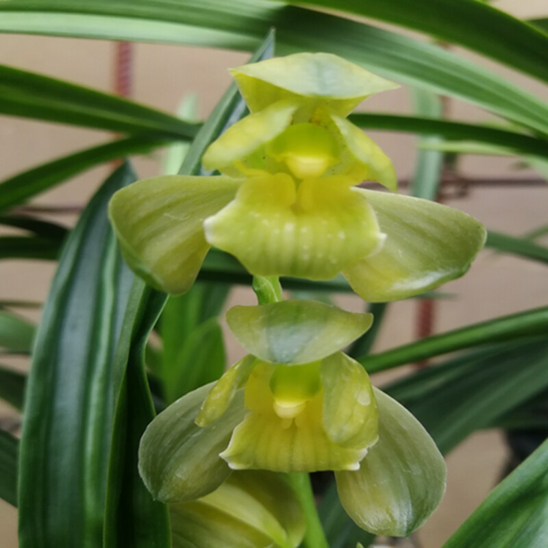 华辉兰苑实物兰花墨兰精品荷瓣素花-矮种素荷（此盆5苗带1花苞）