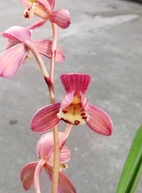 华辉兰苑实物兰花建兰网红色花荷瓣红草红荷（此盆3苗1开口大芽）