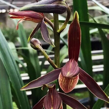 华辉兰苑实物兰花墨兰新精品漂亮色花-血丝舌 (此盆2苗）子母好苗