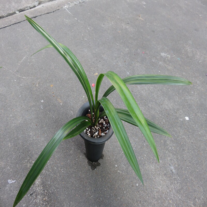 华辉兰苑实物兰花墨兰铭品奇花花艺双全-神州奇线艺（此盆2苗）