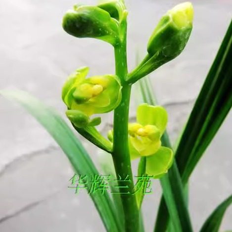 华辉兰苑实物兰花墨兰新精品素心梅瓣素花大梅（此盆7苗）