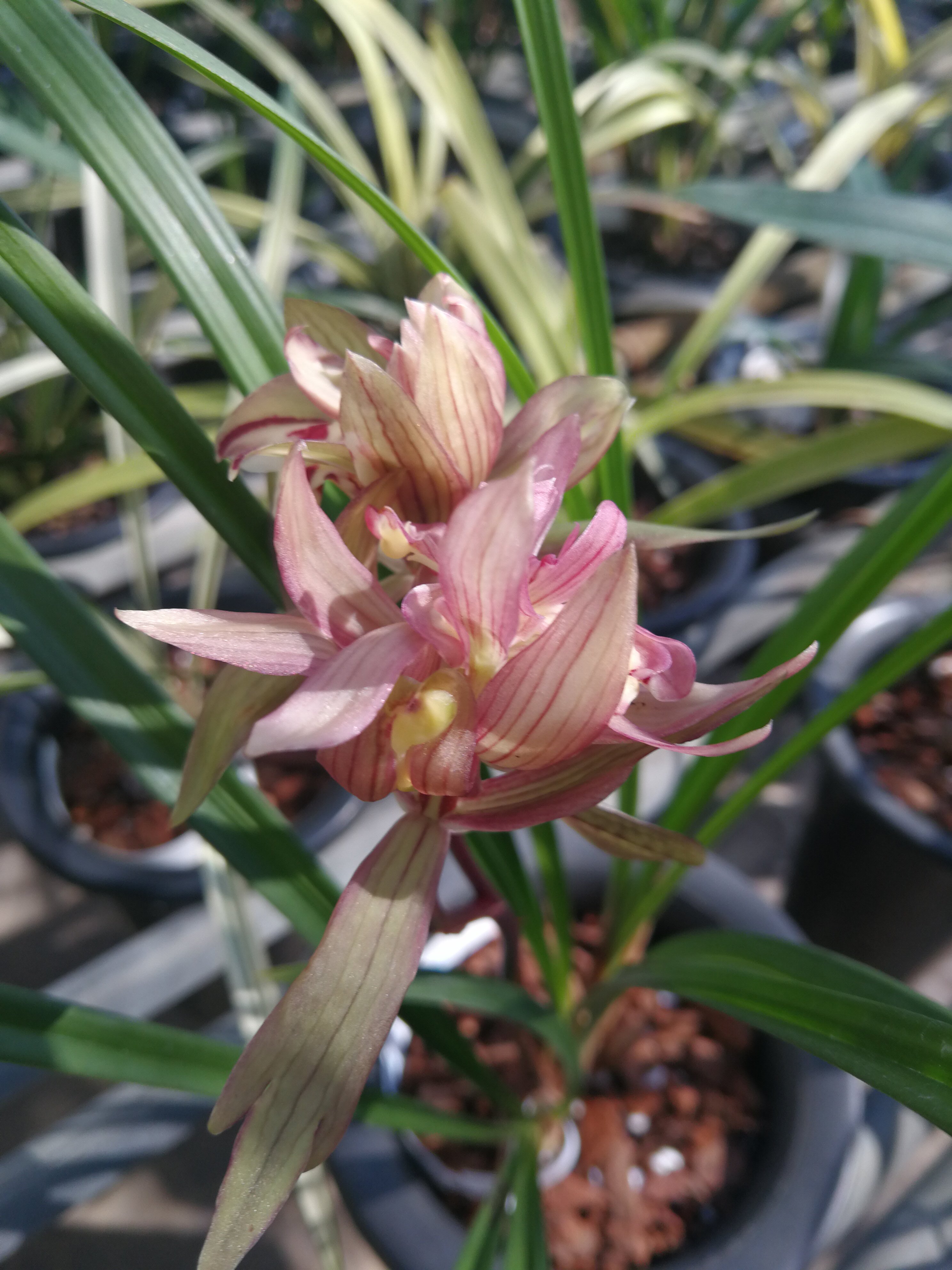 华辉兰苑实物兰花春剑精品漂亮红花奇花-春暖花开（此盆8苗）