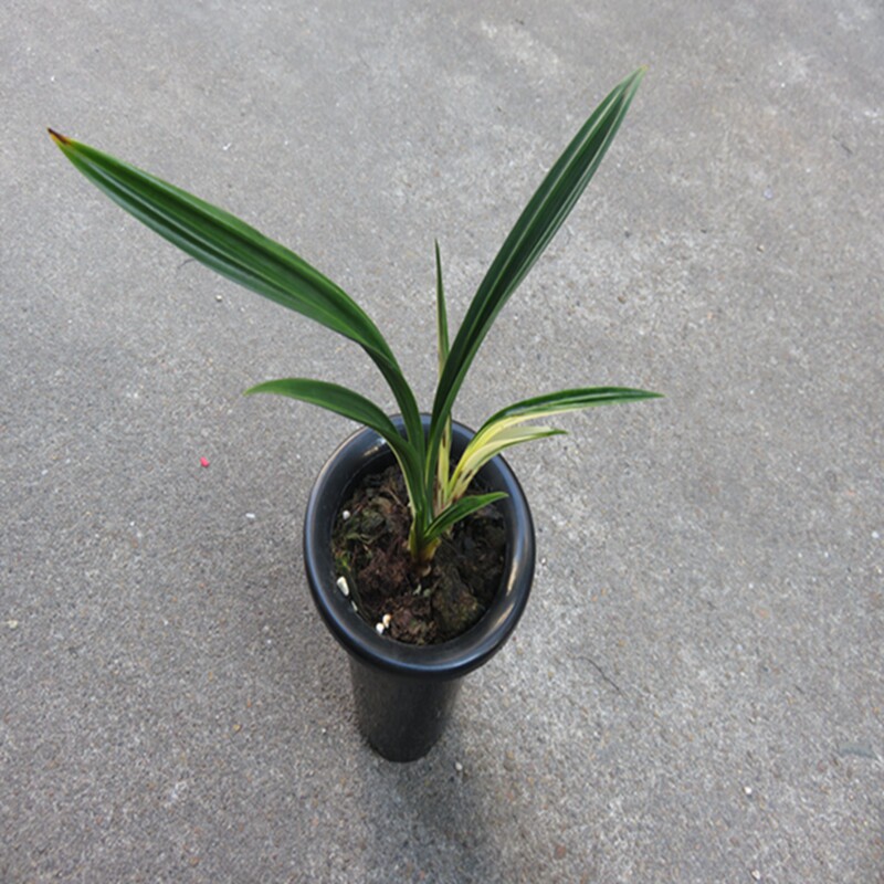 华辉兰苑实物兰花墨兰矮种-老种达摩落头进化艺 (此盆2苗1大芽）